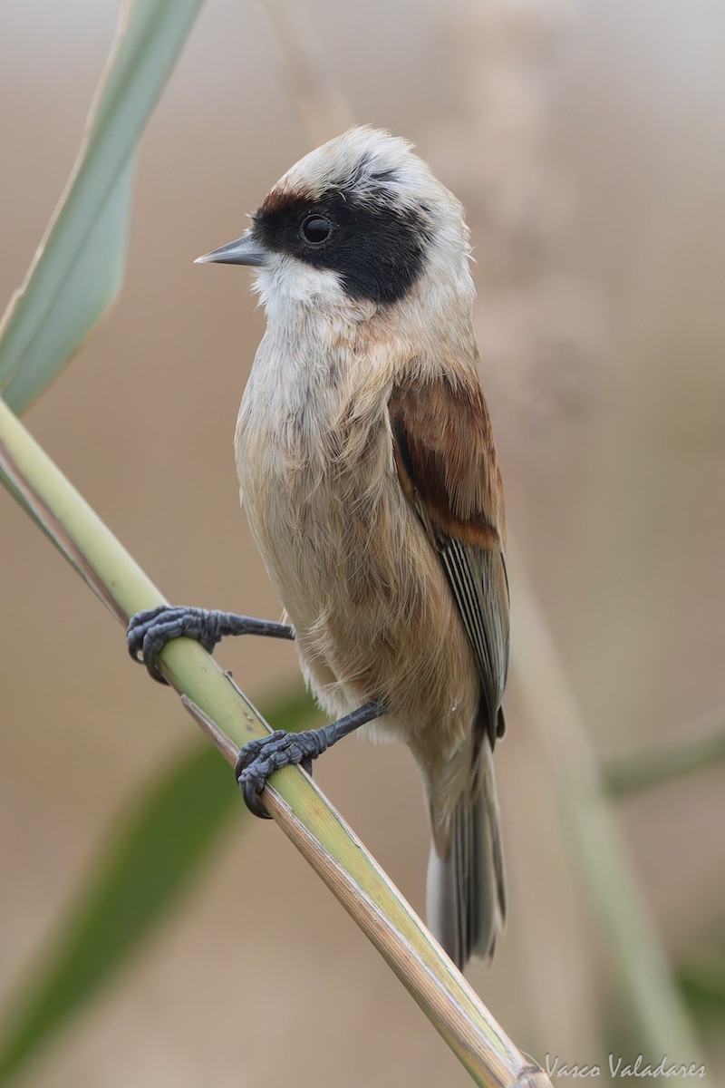 Eurasian Penduline-Tit - ML646859061