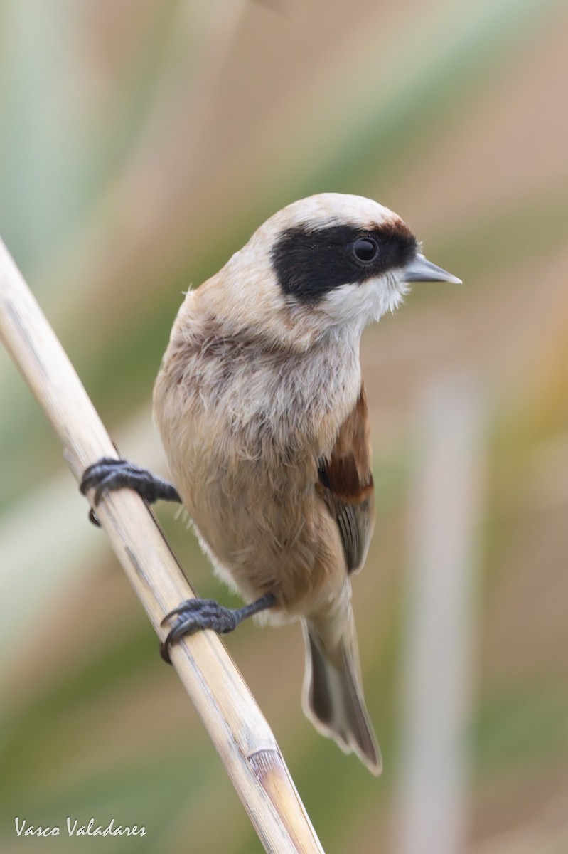 Dilindari eurasiarra - ML646859062