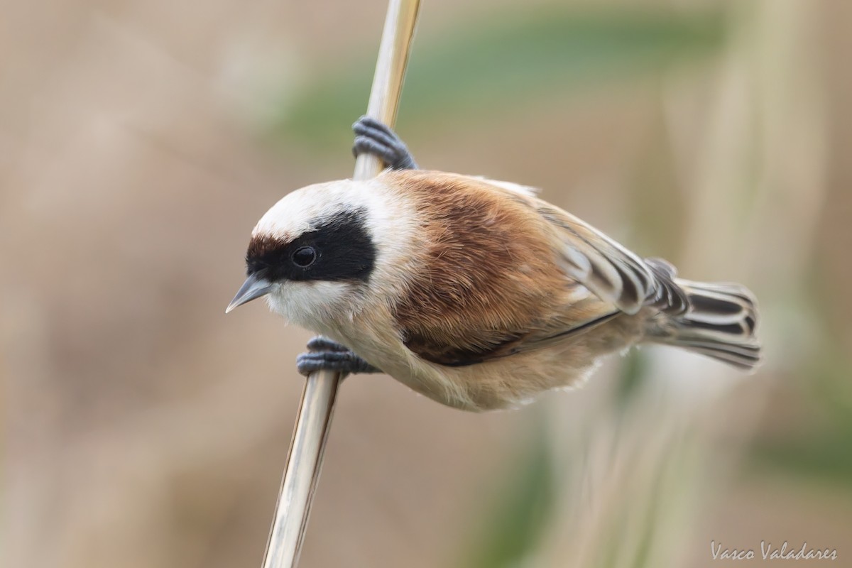 Eurasian Penduline-Tit - ML646859063