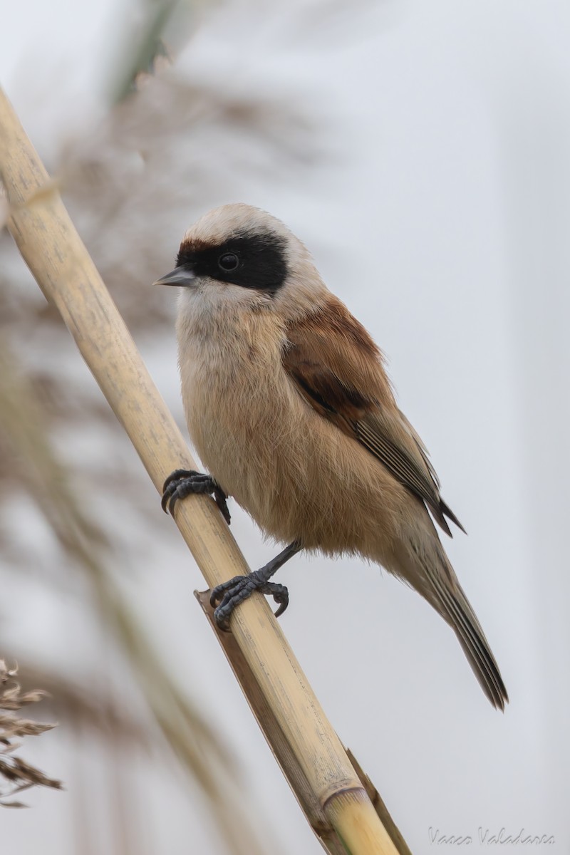 Dilindari eurasiarra - ML646859064