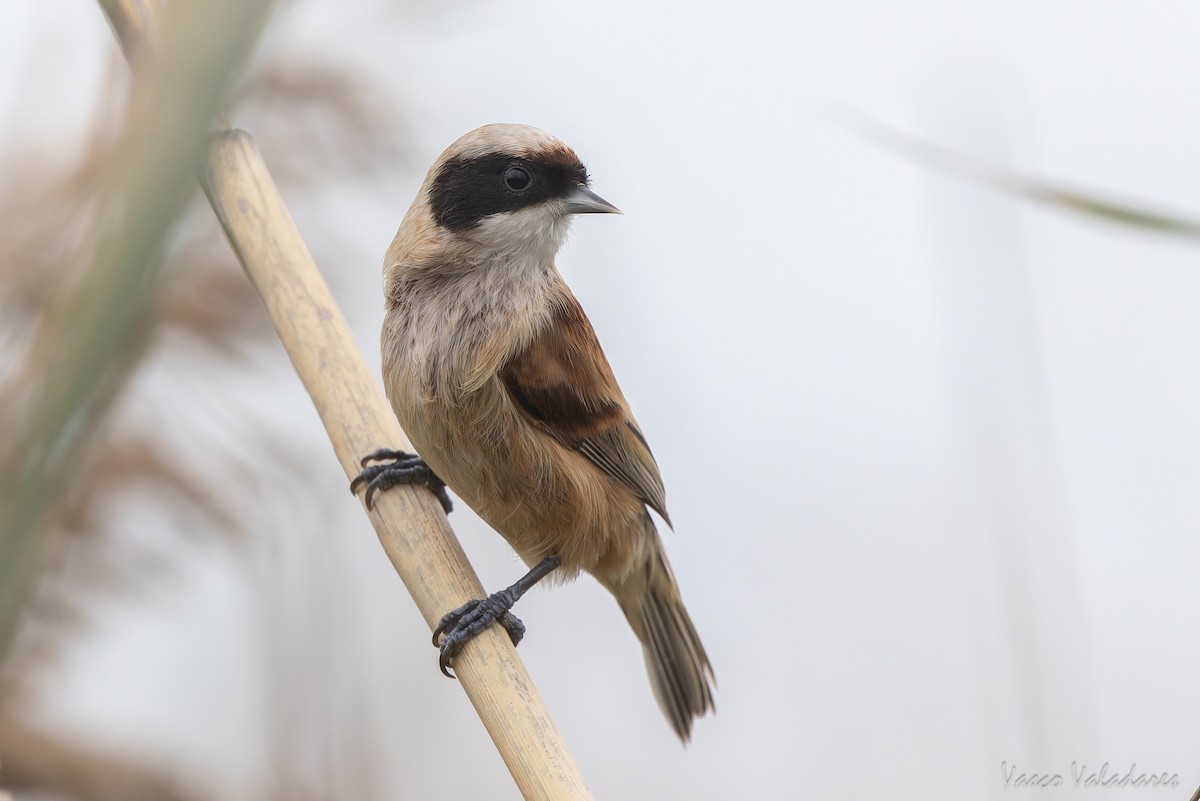 Dilindari eurasiarra - ML646859065