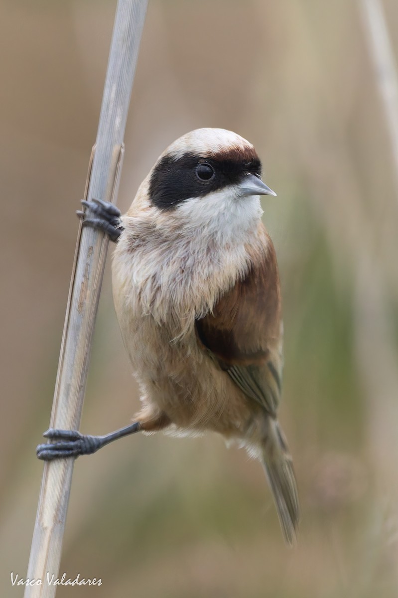 Eurasian Penduline-Tit - ML646859066