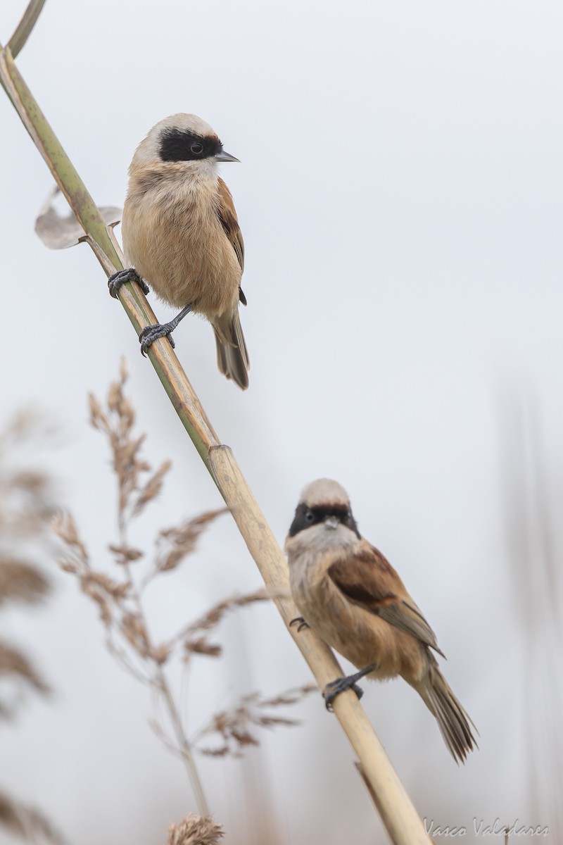 Eurasian Penduline-Tit - ML646859067
