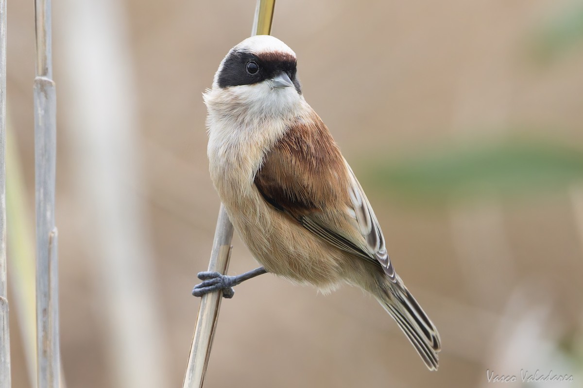 Dilindari eurasiarra - ML646859068