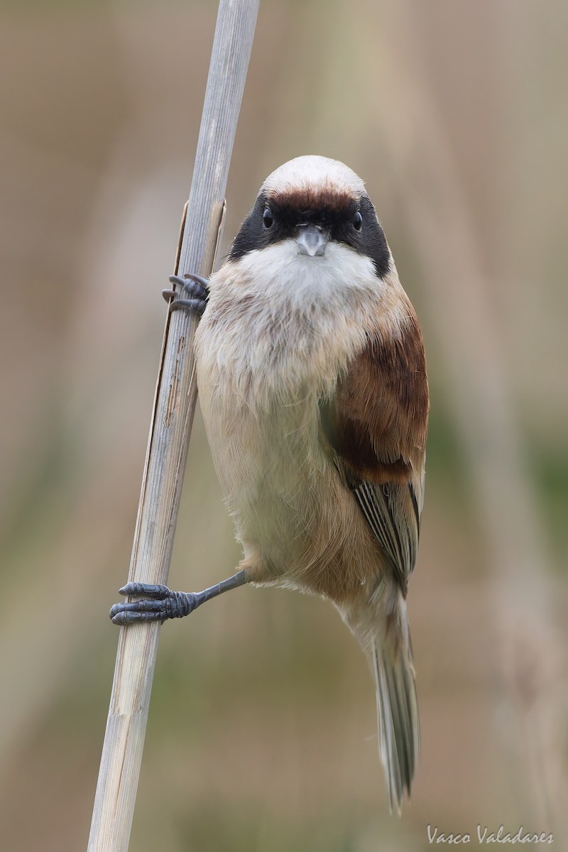 Eurasian Penduline-Tit - ML646859069