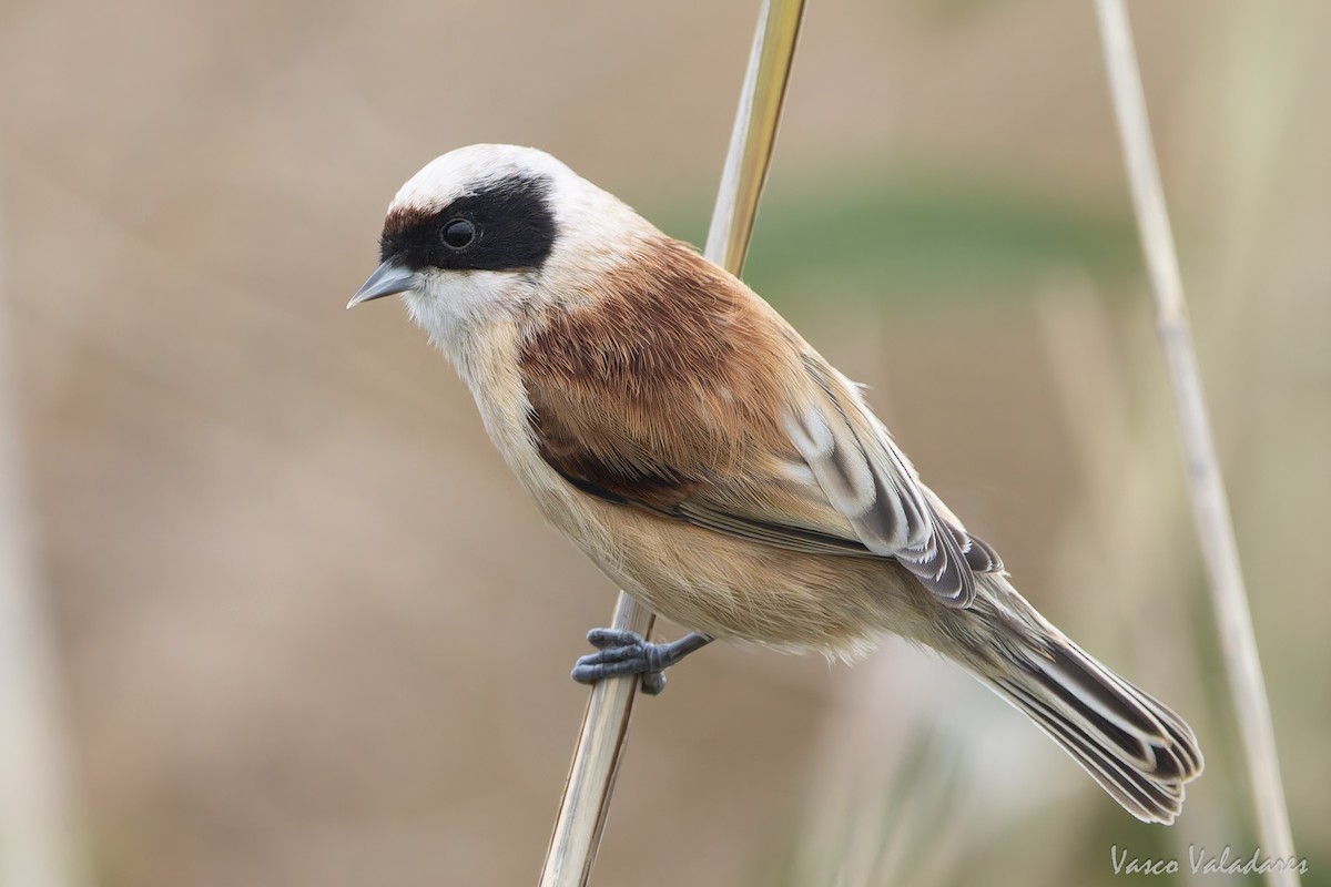 Eurasian Penduline-Tit - ML646859070