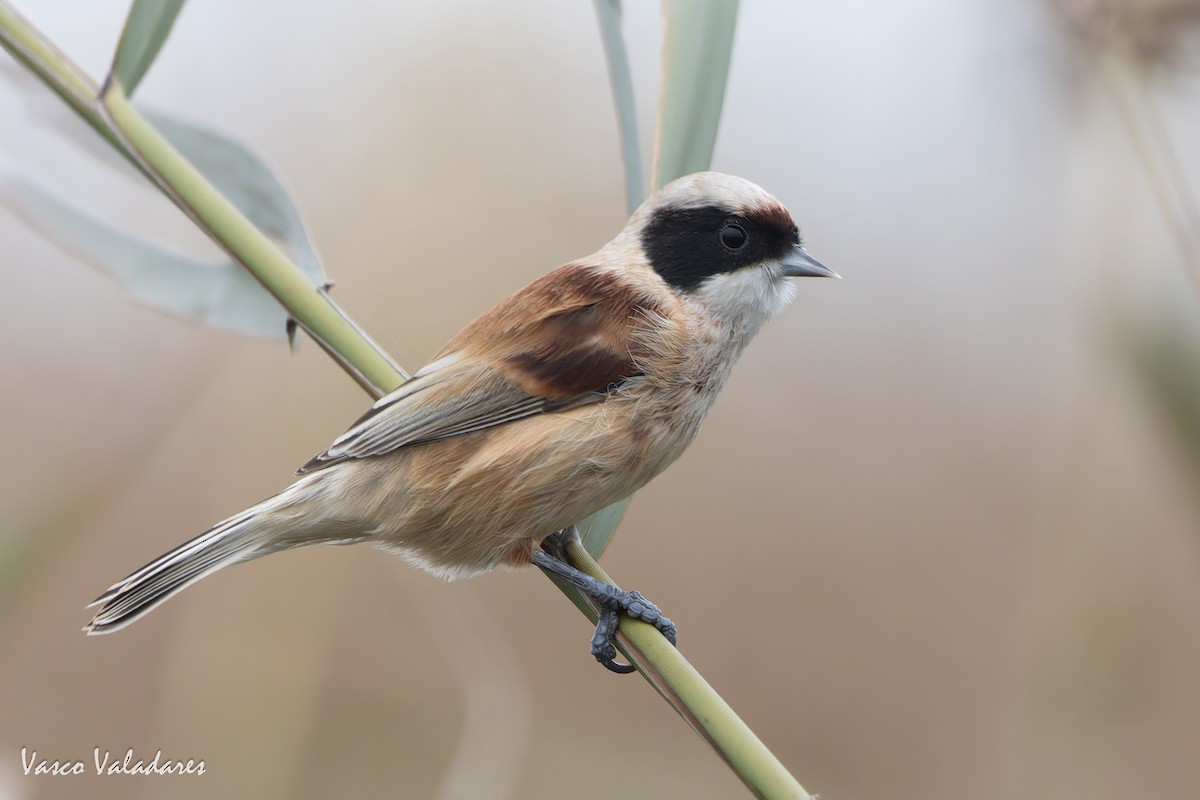 Eurasian Penduline-Tit - ML646859071