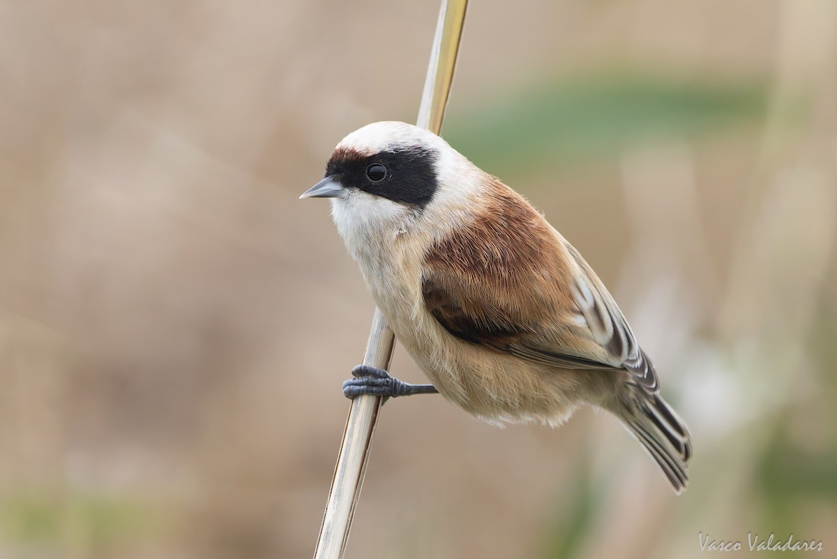 Dilindari eurasiarra - ML646859073