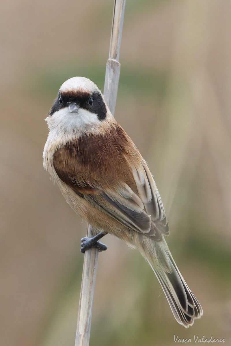 Dilindari eurasiarra - ML646859074