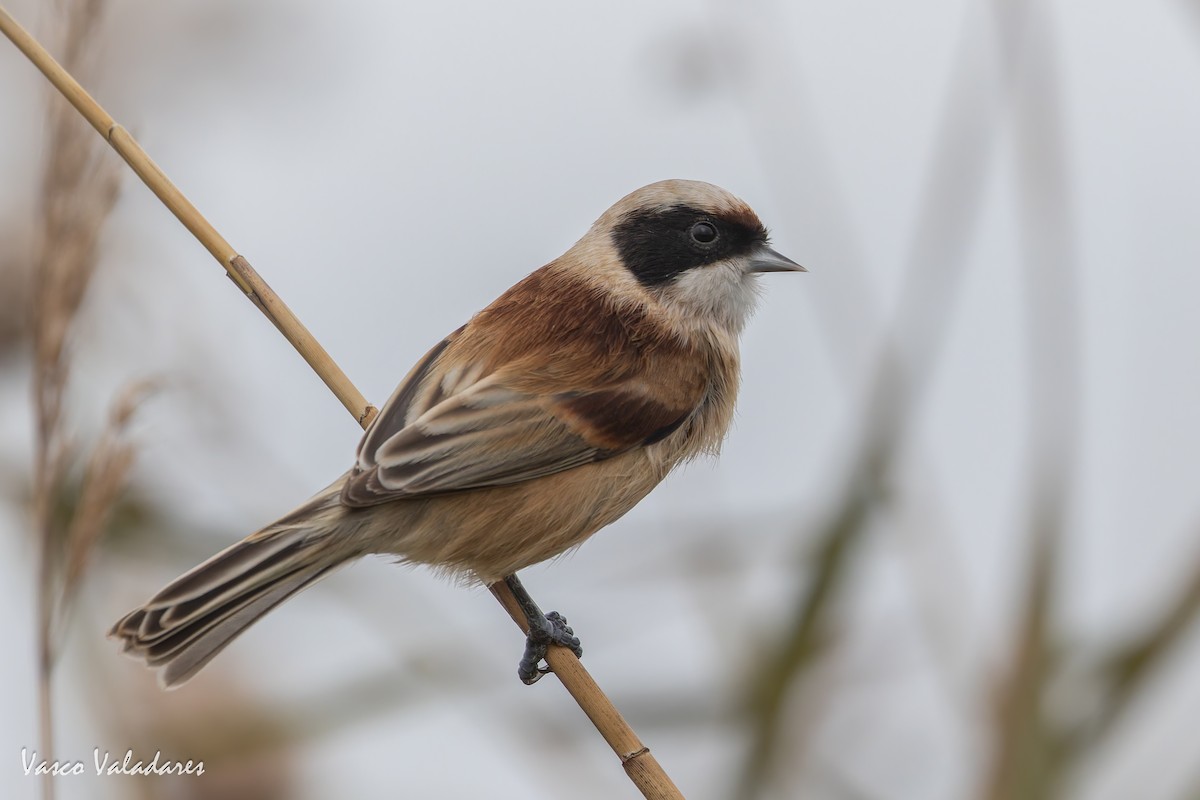 Dilindari eurasiarra - ML646859075