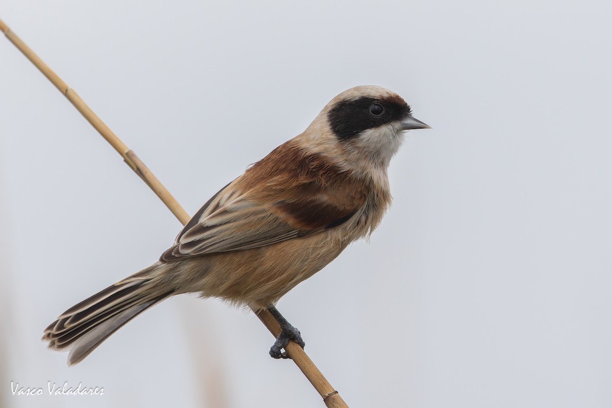 Dilindari eurasiarra - ML646859076