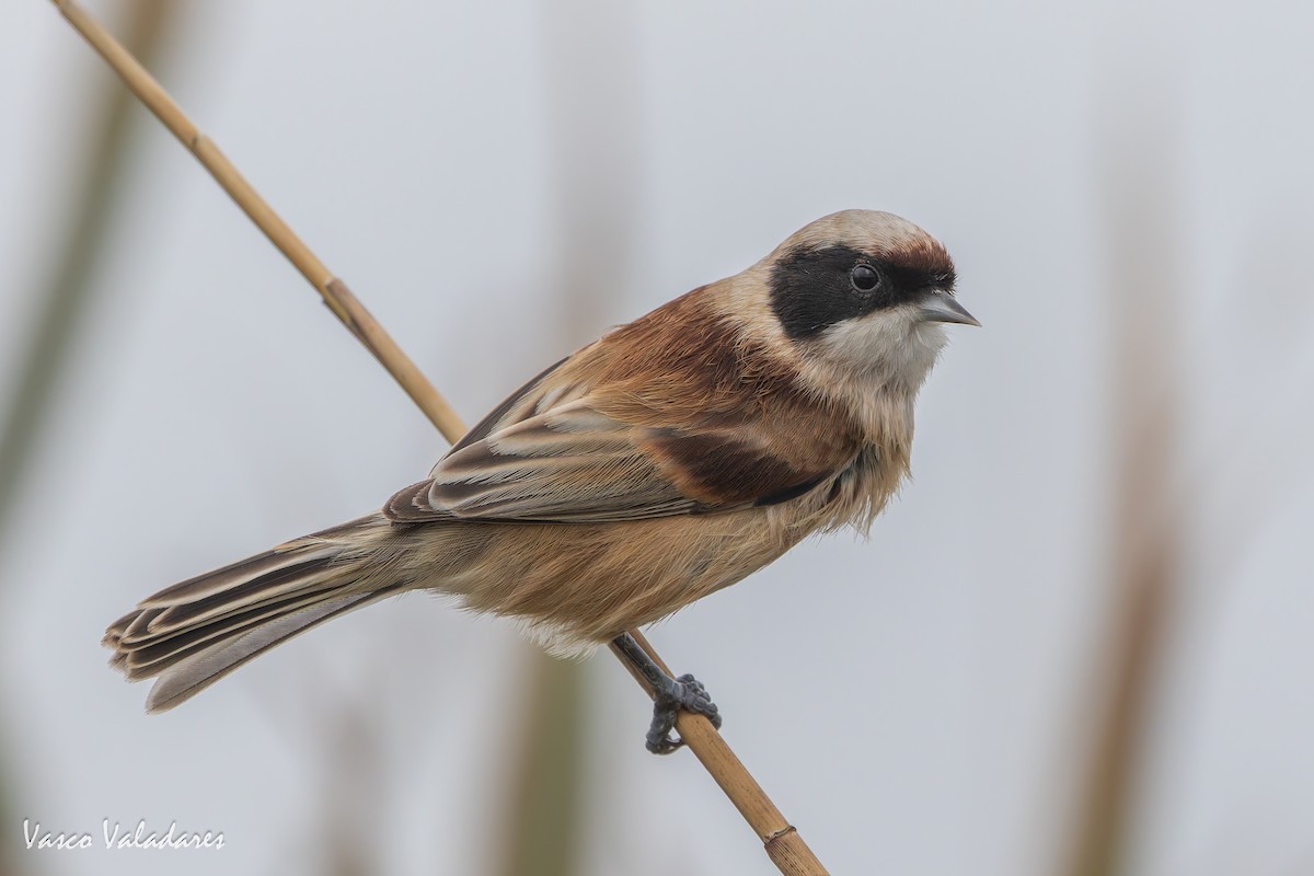 Eurasian Penduline-Tit - ML646859078