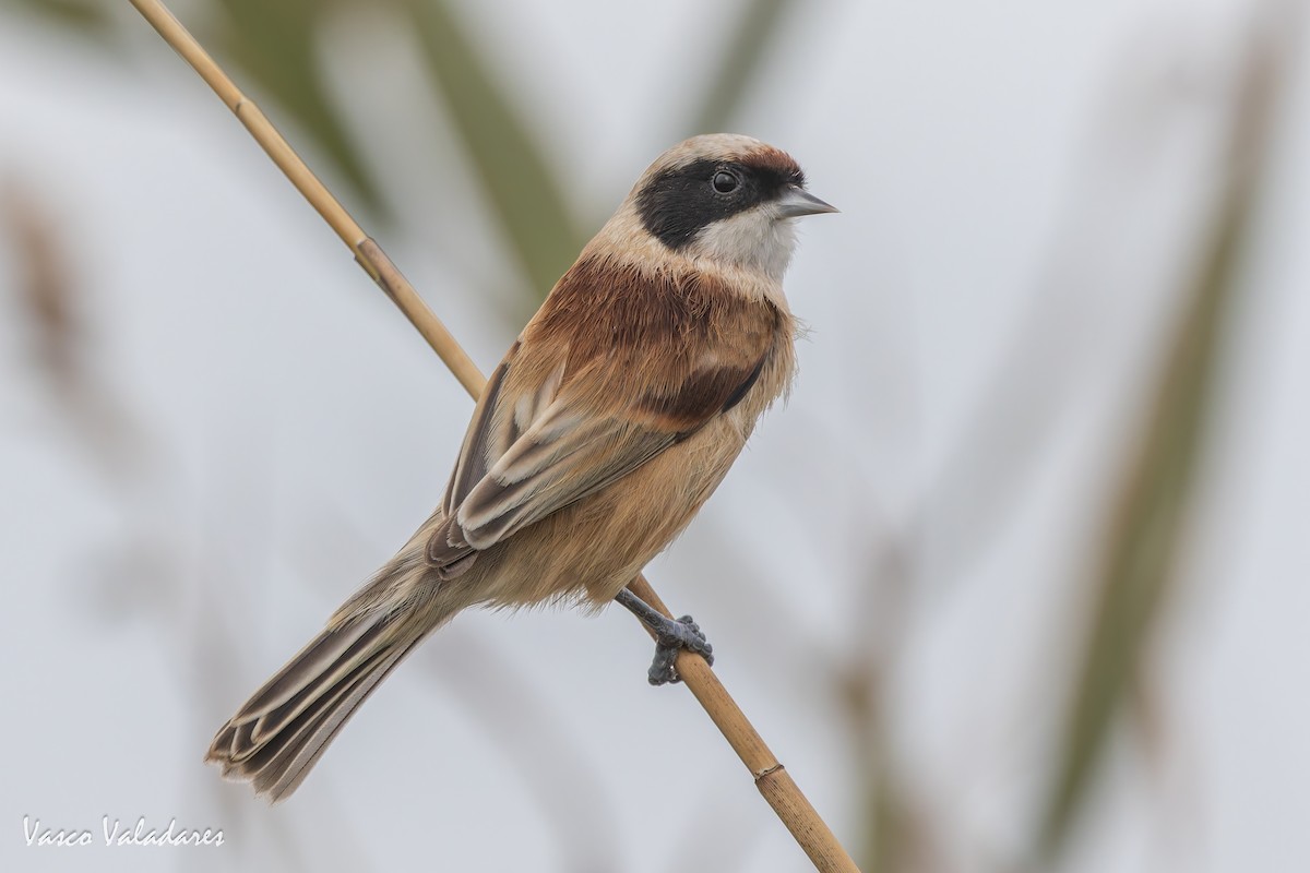 Dilindari eurasiarra - ML646859079