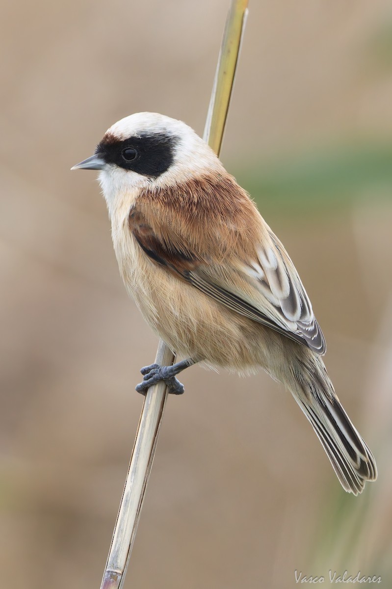 Eurasian Penduline-Tit - ML646859080