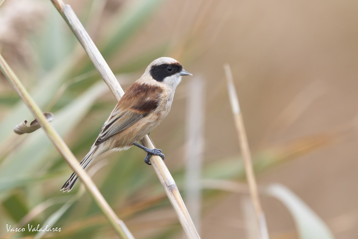 Eurasian Penduline-Tit - ML646859081