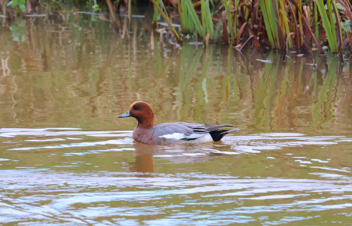 Ahate txistulari eurasiarra - ML646859082