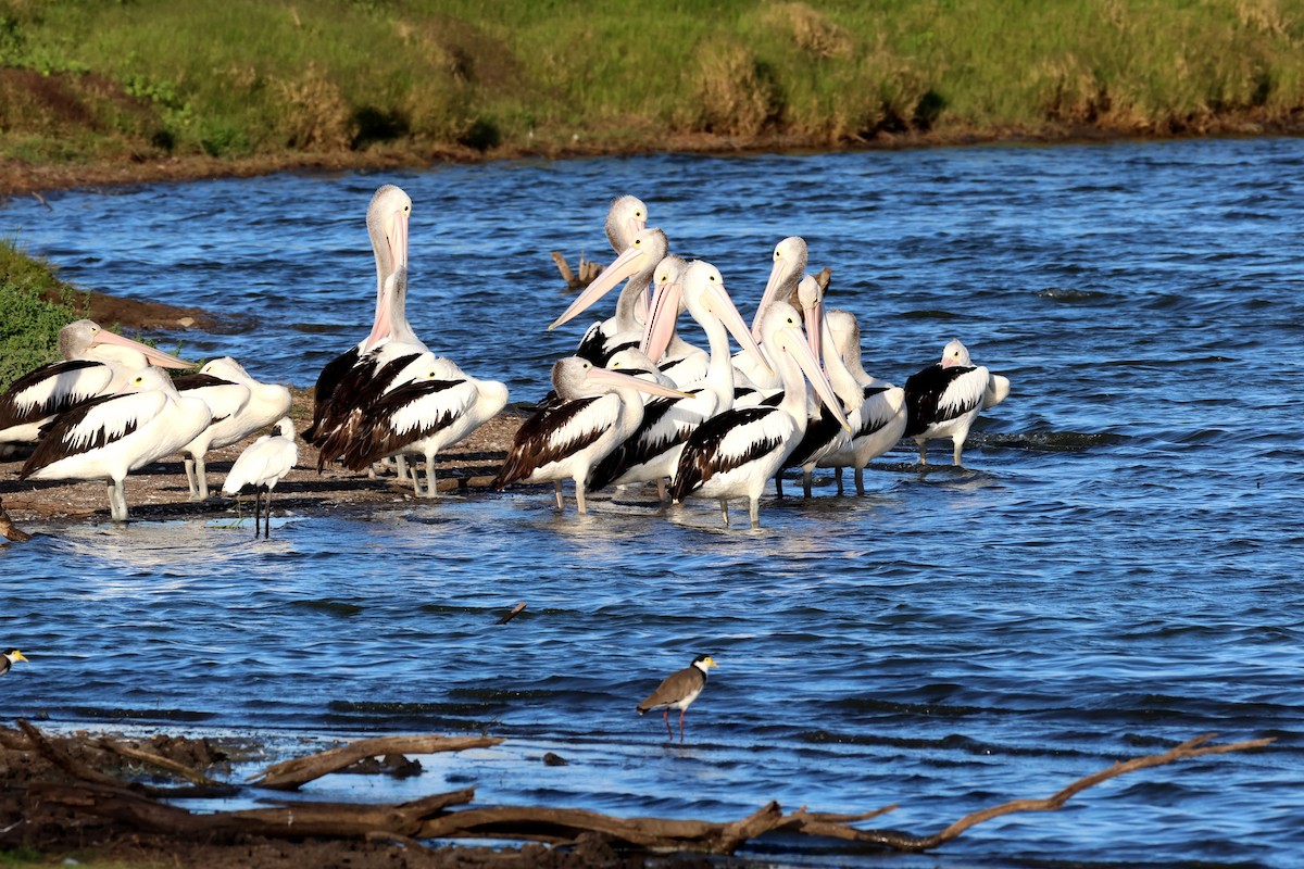 Pelikano australiarra - ML646859083