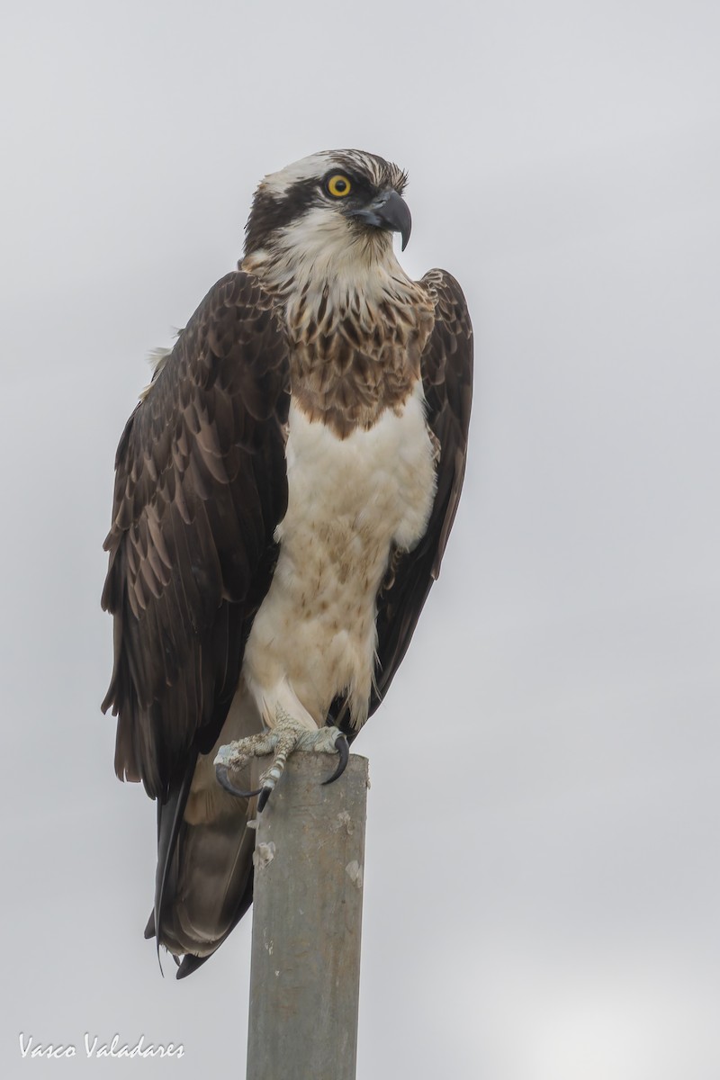 Osprey - ML646859084