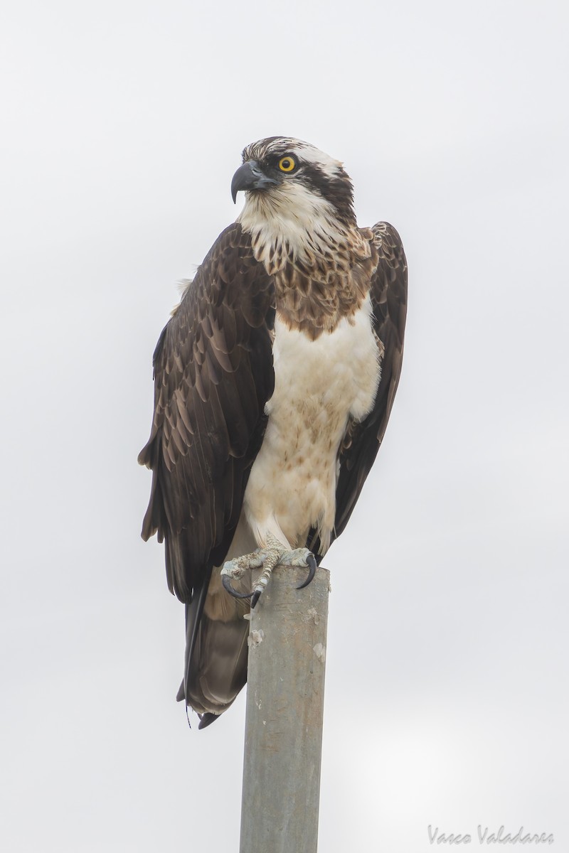 Osprey - ML646859085