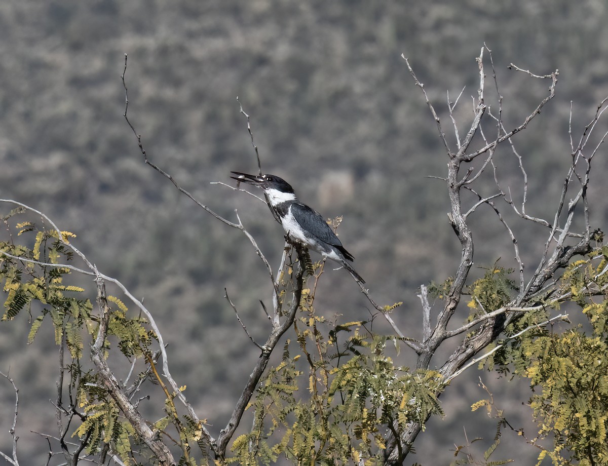 Belted Kingfisher - ML646859086