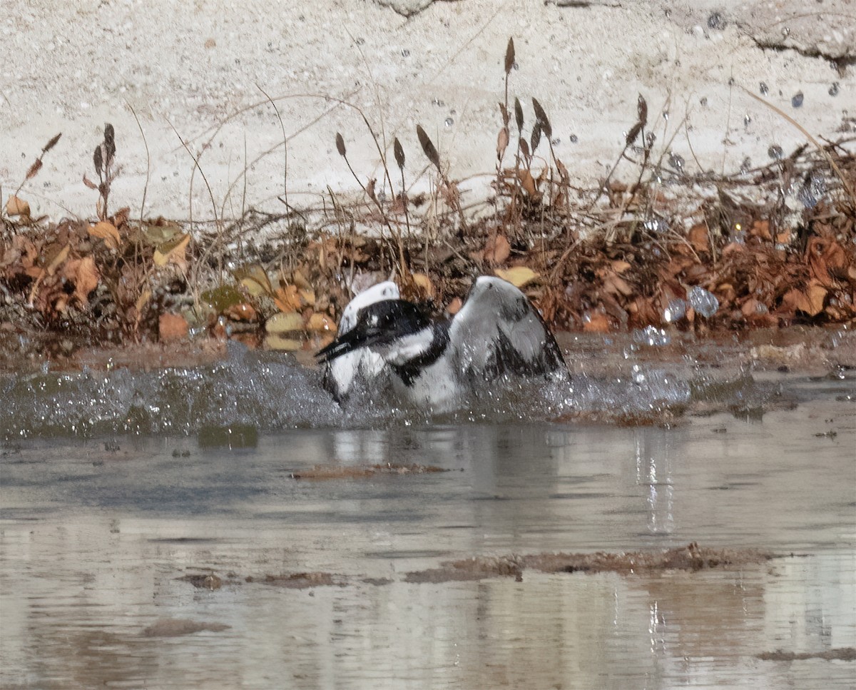 Martin handi iparramerikarra - ML646859087