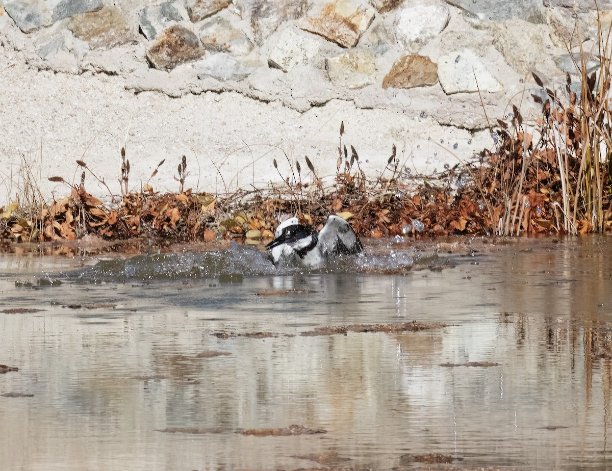Belted Kingfisher - ML646859088
