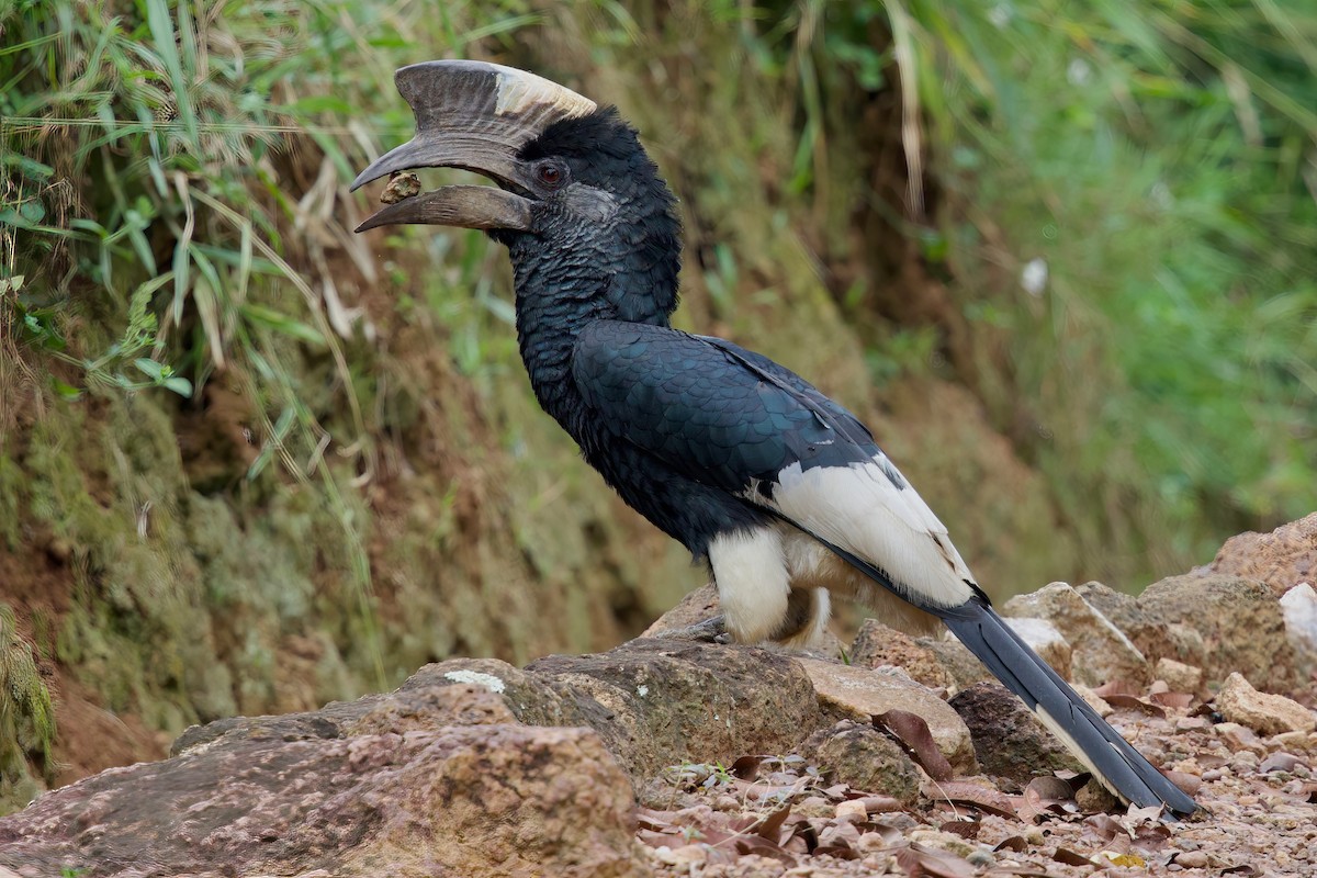 Black-and-white-casqued Hornbill - ML646859089