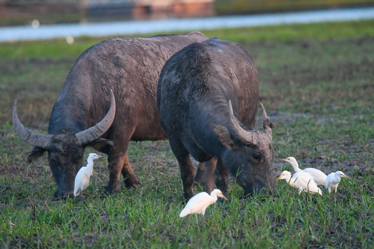 Garcilla Bueyera Oriental - ML646859090