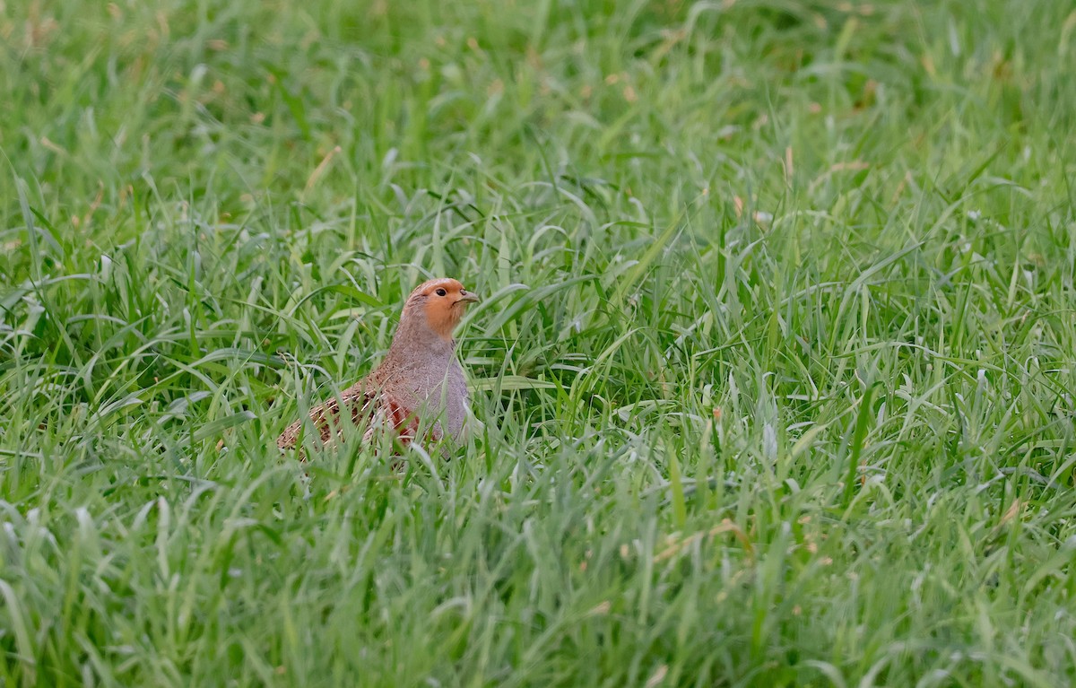 Eper grisa - ML646859093