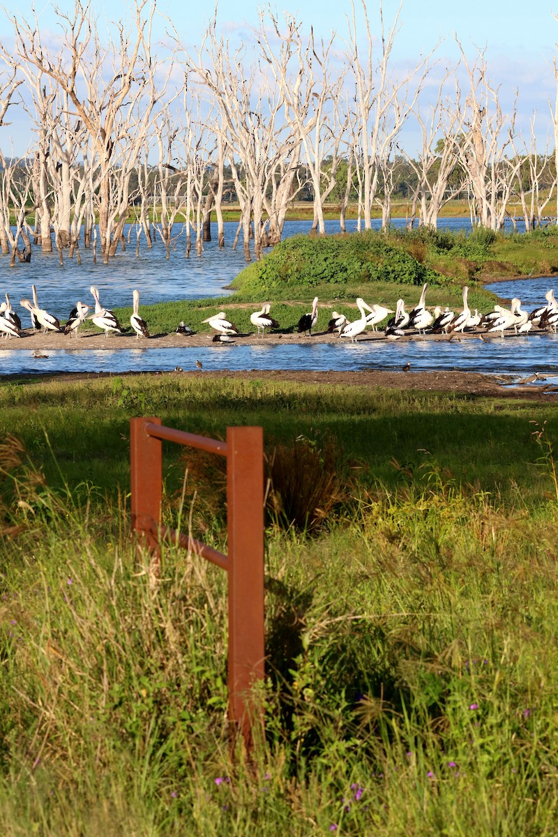 Australian Pelican - ML646859098