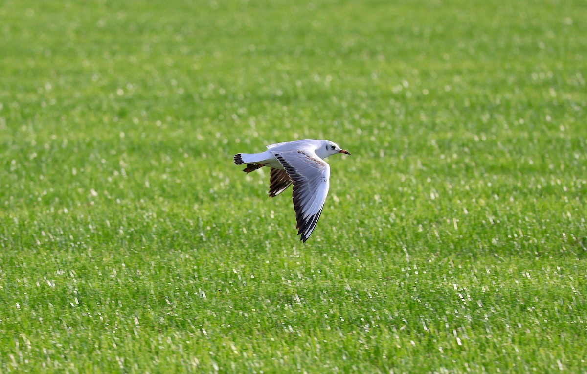 Black-headed Gull - ML646859099