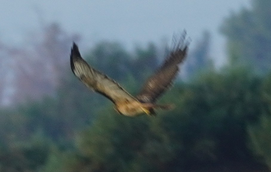 Buse à queue rousse - ML646859100