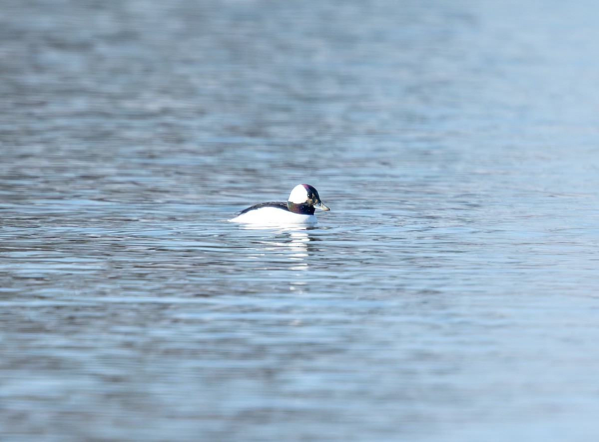 ヒメハジロ - ML646859105