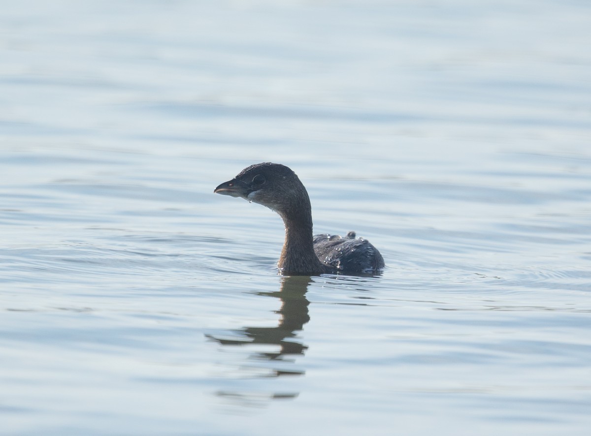 オビハシカイツブリ - ML646859115