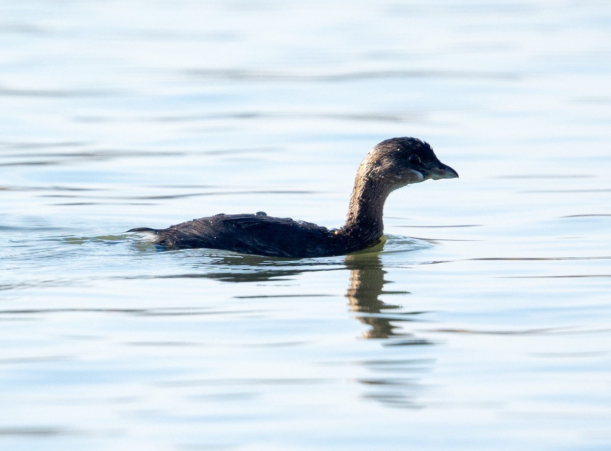 オビハシカイツブリ - ML646859116