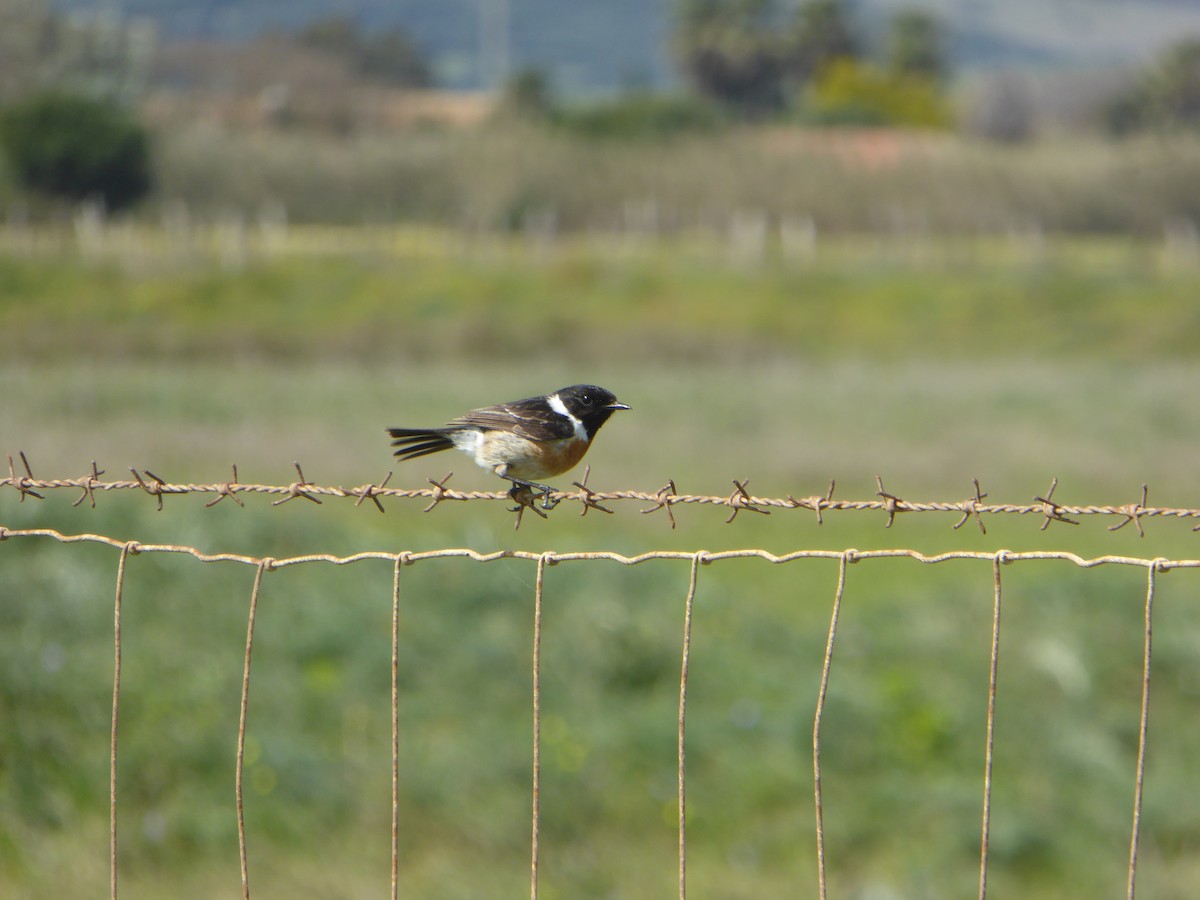 Schwarzkehlchen - ML646859120