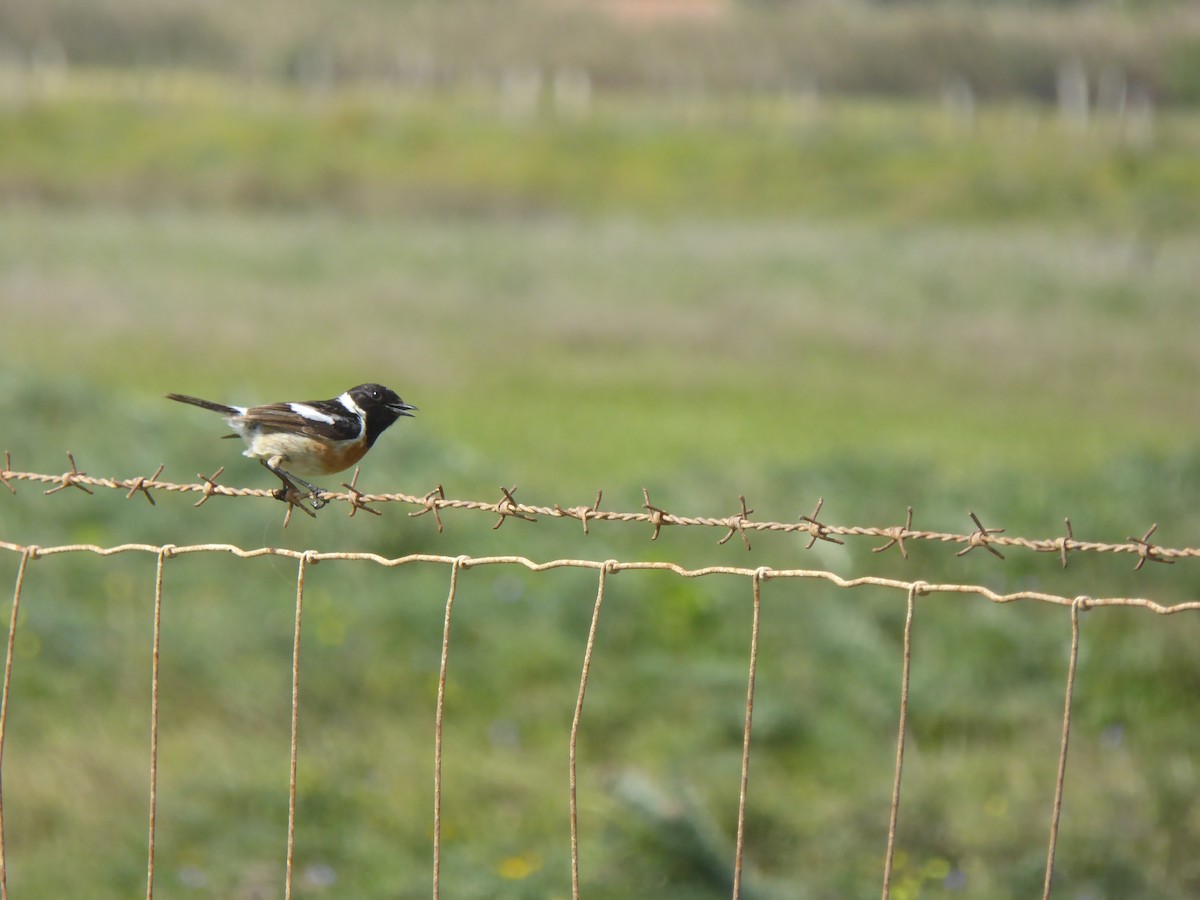 Schwarzkehlchen - ML646859122