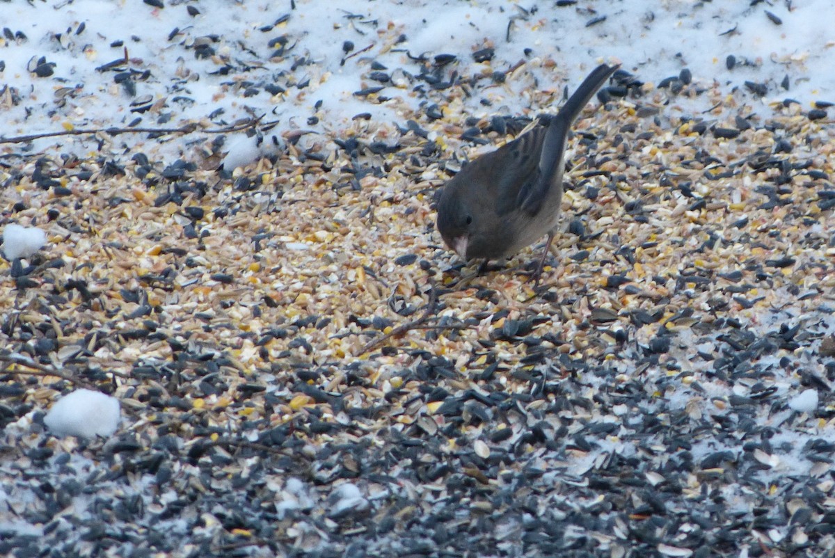 יונקו כהה-עין - ML646859123