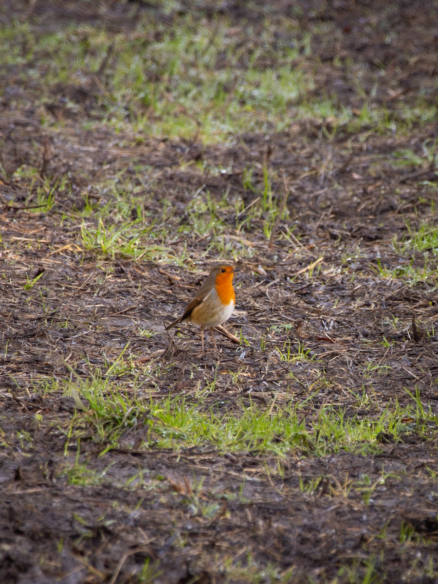 European Robin - ML646859124