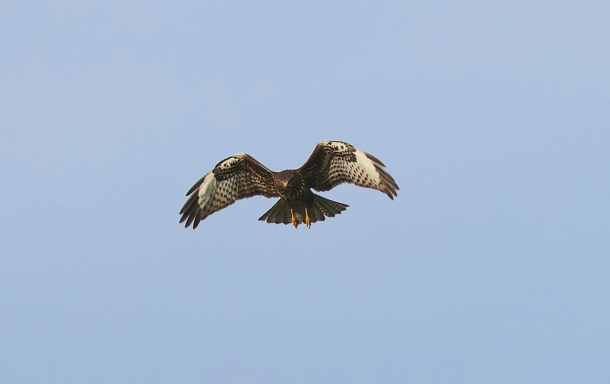 Common Buzzard - ML646859127
