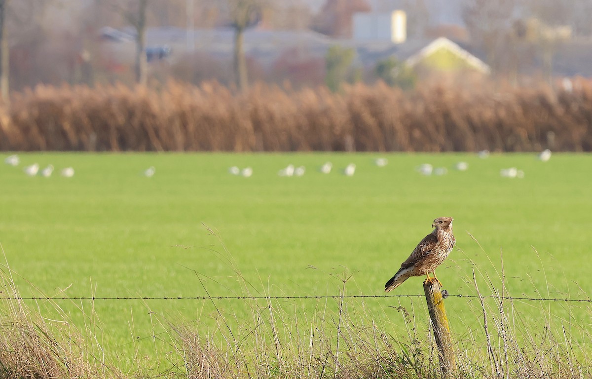 Common Buzzard - ML646859128
