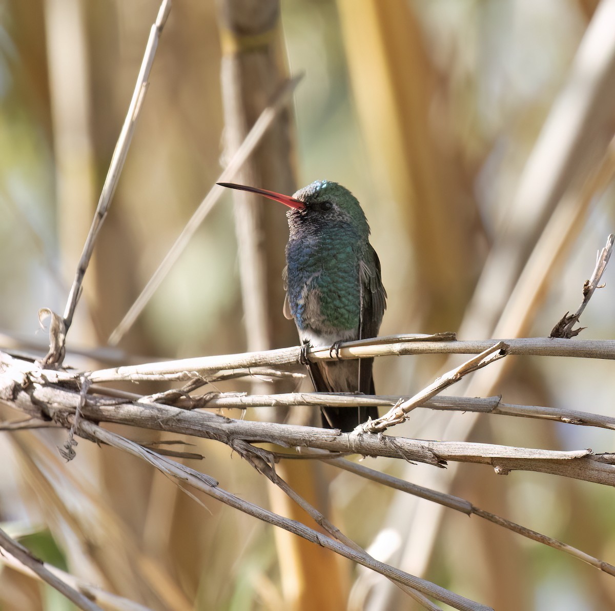 Broad-billed Hummingbird - ML646859129