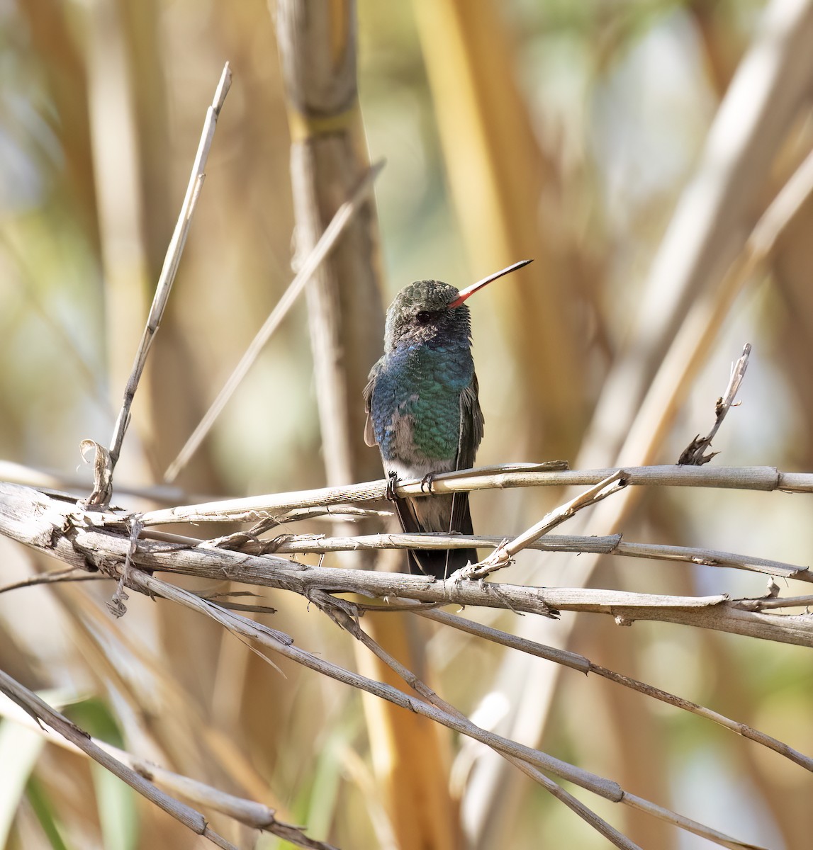 Broad-billed Hummingbird - ML646859130