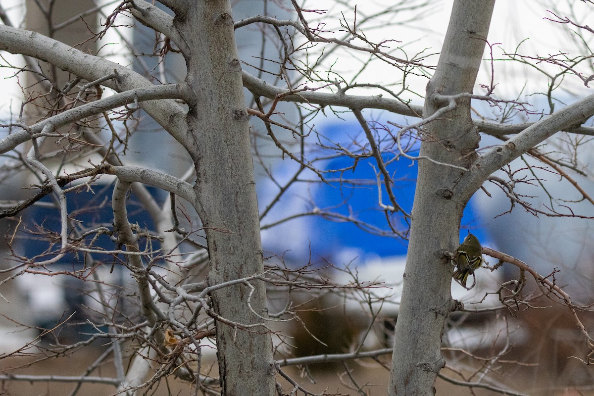 Золотомушка рубіновочуба - ML646859131