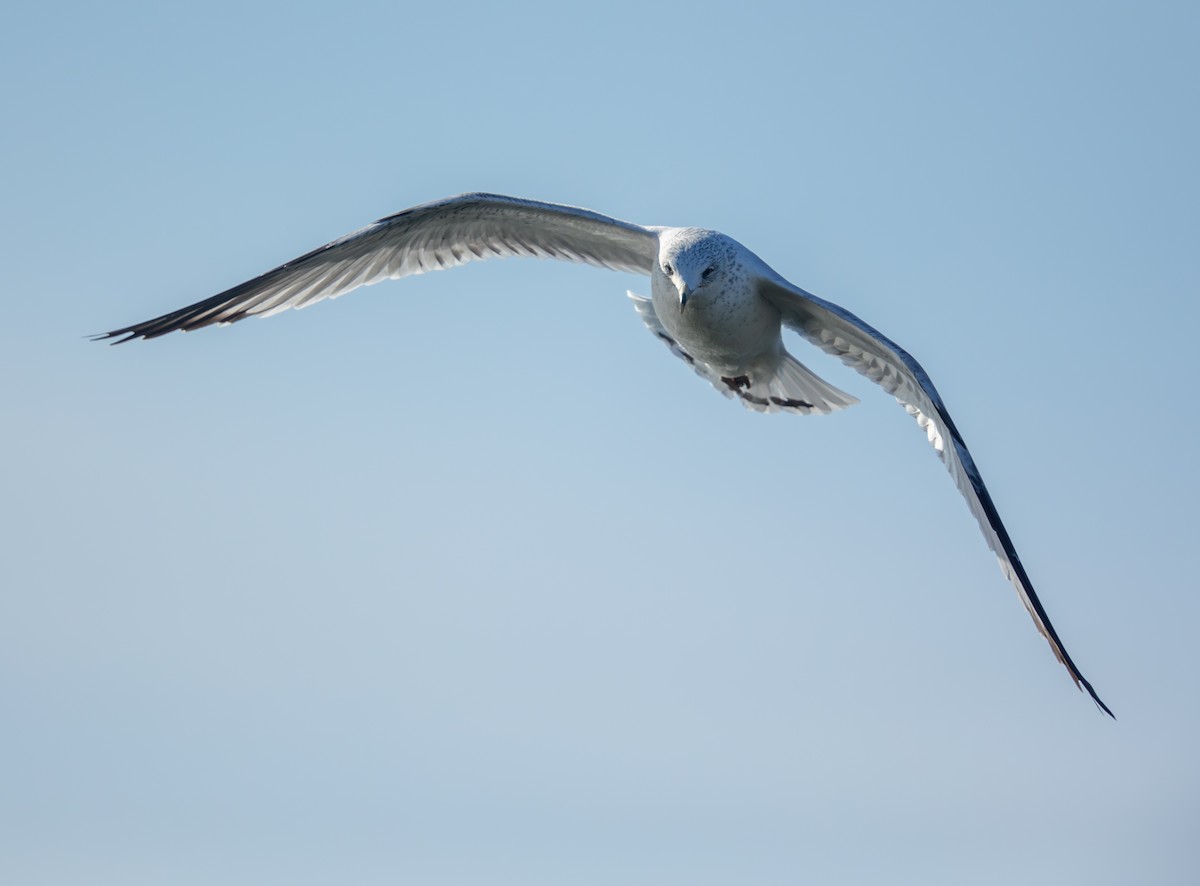 クロワカモメ - ML646859132