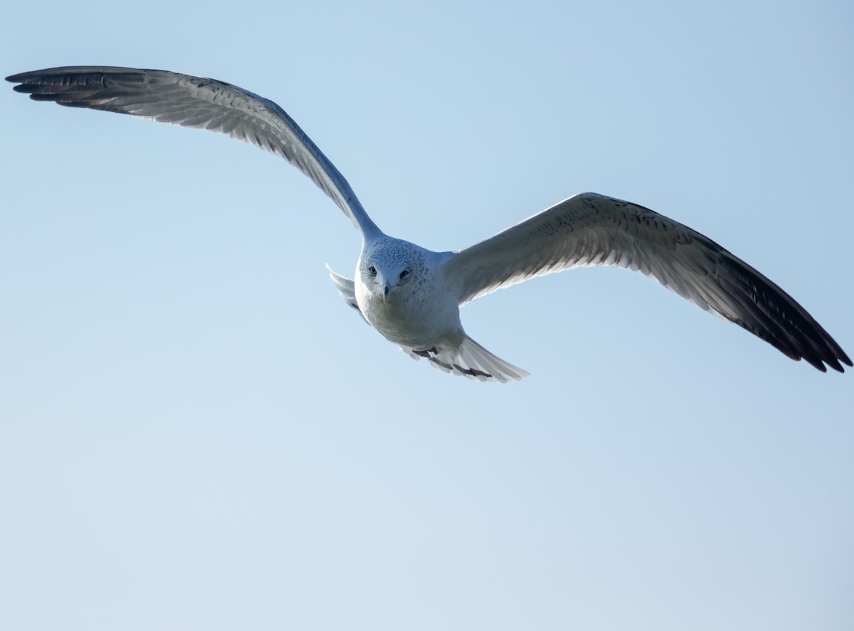 クロワカモメ - ML646859133