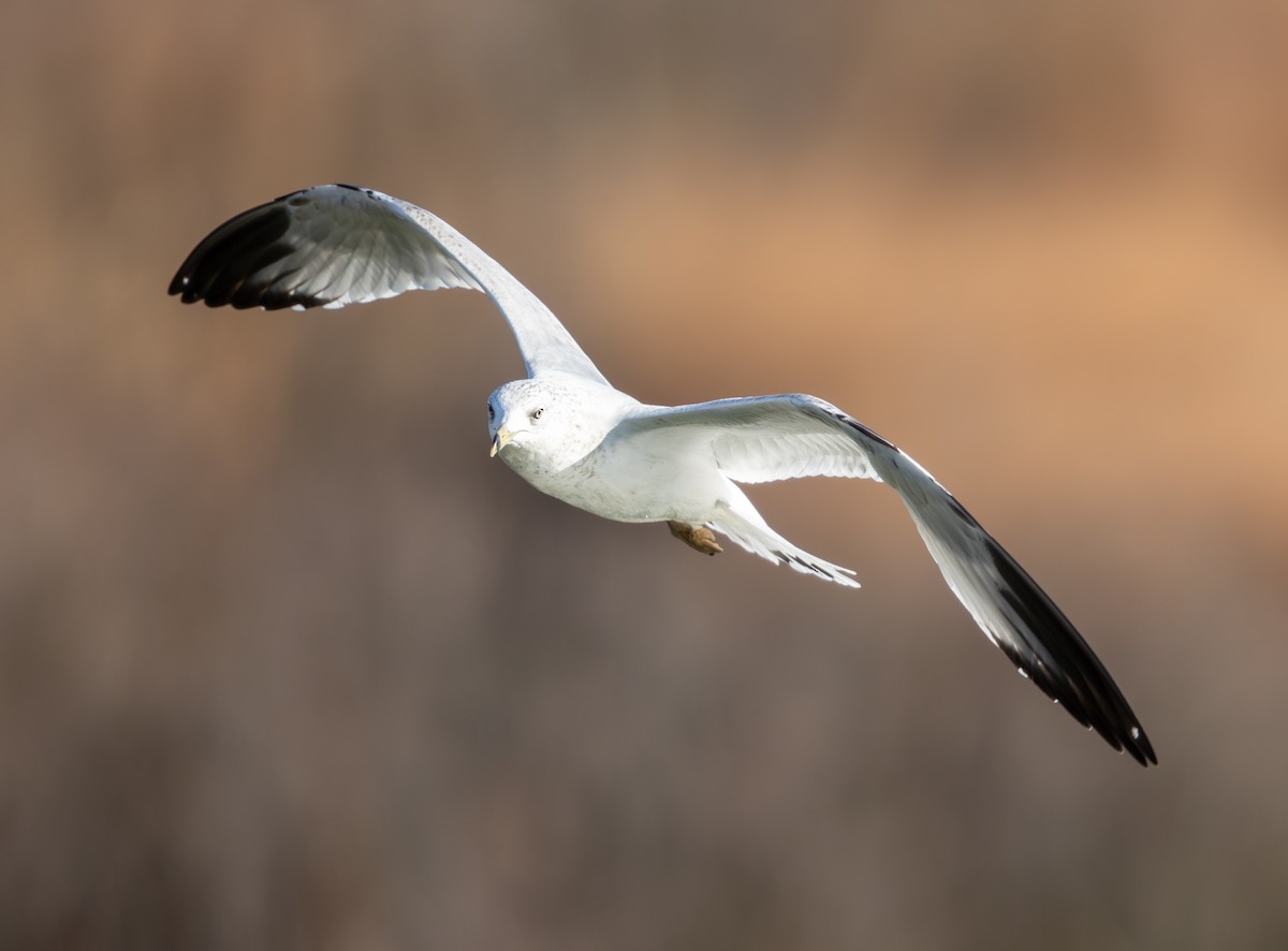 クロワカモメ - ML646859134