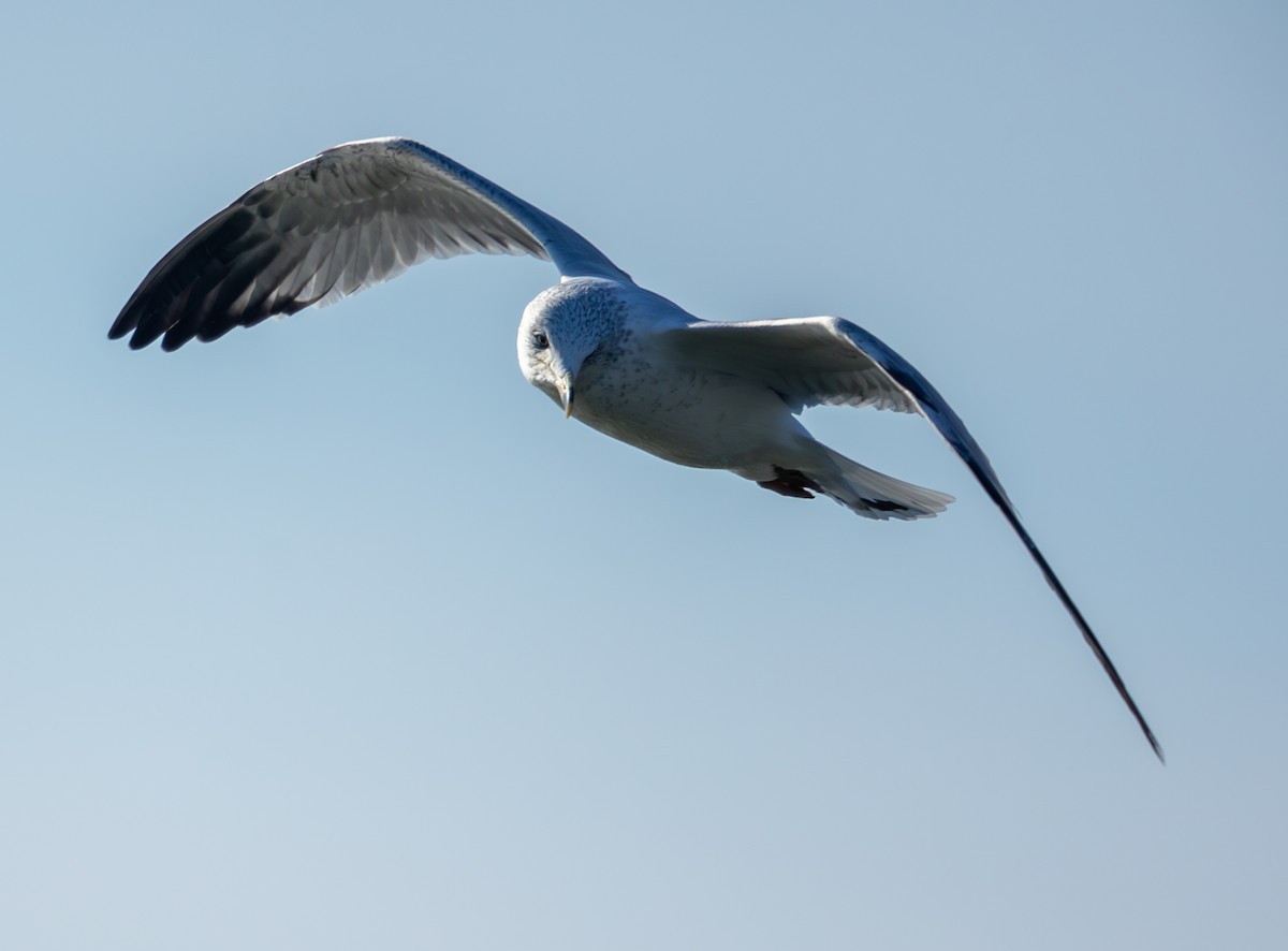 クロワカモメ - ML646859136