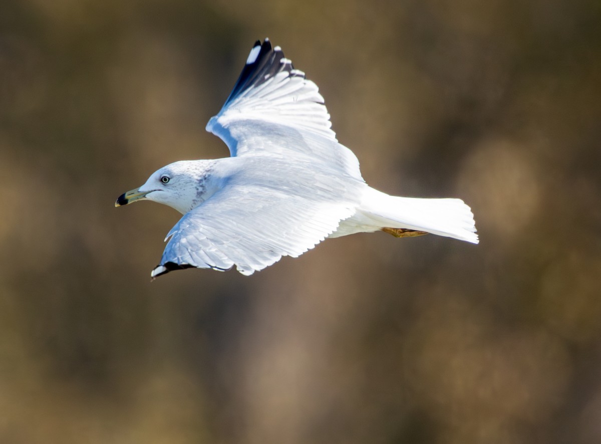 クロワカモメ - ML646859137