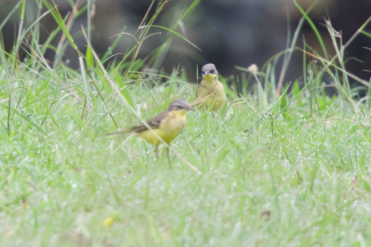 Western Yellow Wagtail (flava) - ML646859139